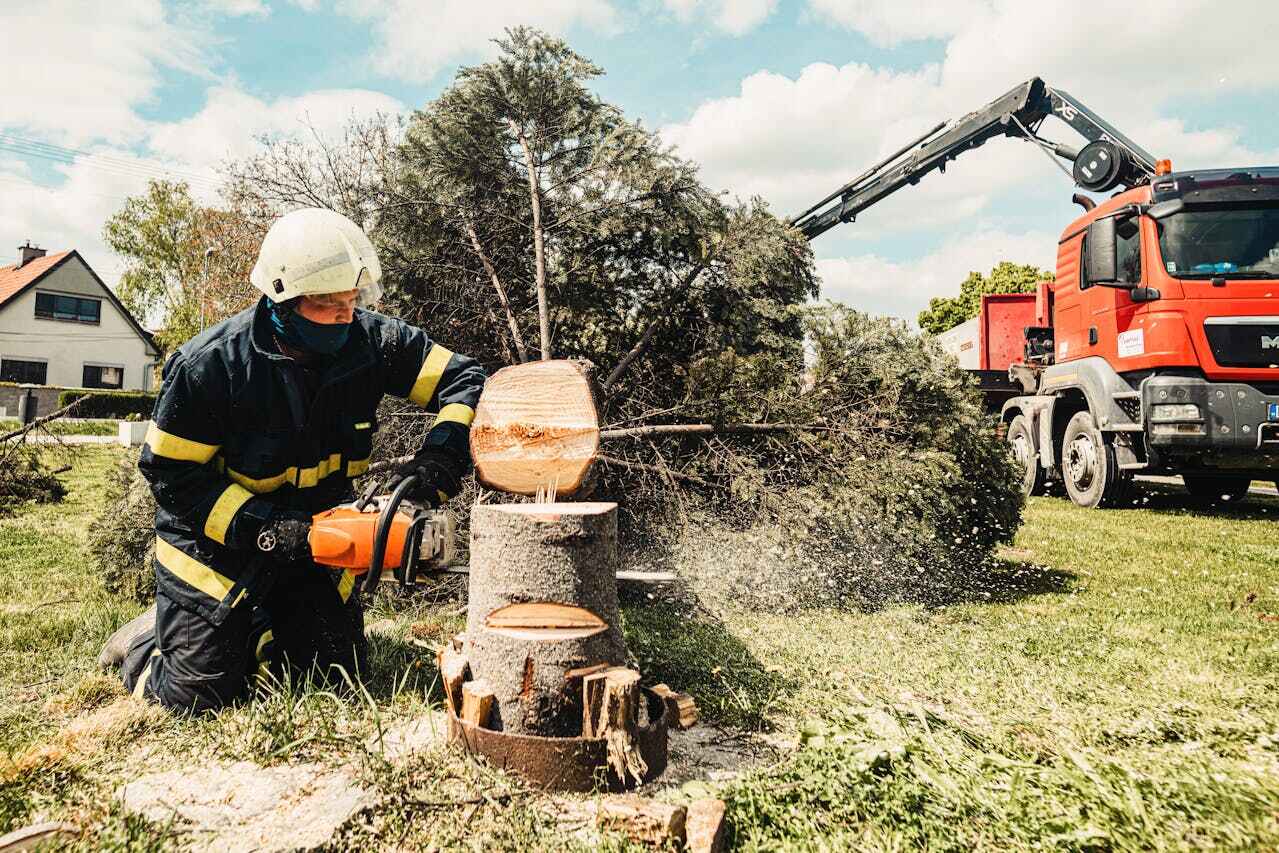 Emergency Storm Tree Removal